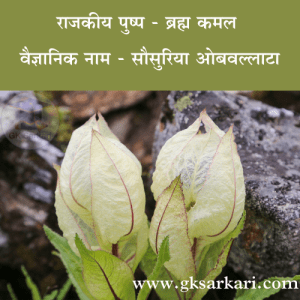 State Flower of Uttarakhand is Brahma Kamal