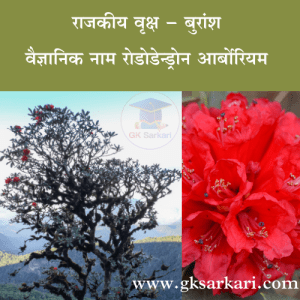 State Tree of Uttarakhand is Buransh