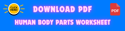 Body parts worksheet PDF