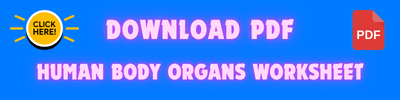Body Organs Worksheet PDF