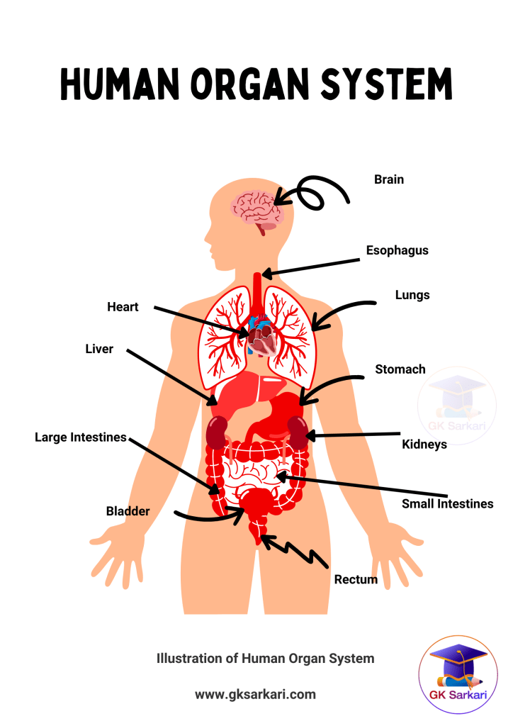 Internal Body Parts Picture