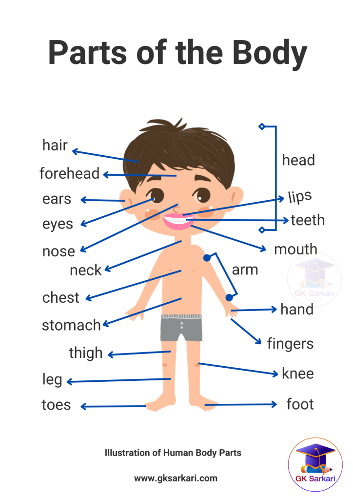 Body Parts Name with Picture